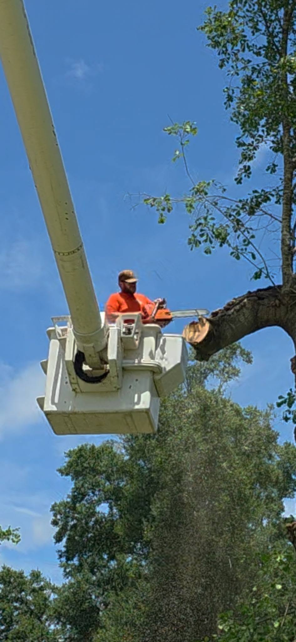 A tree limb being removed from a bucket