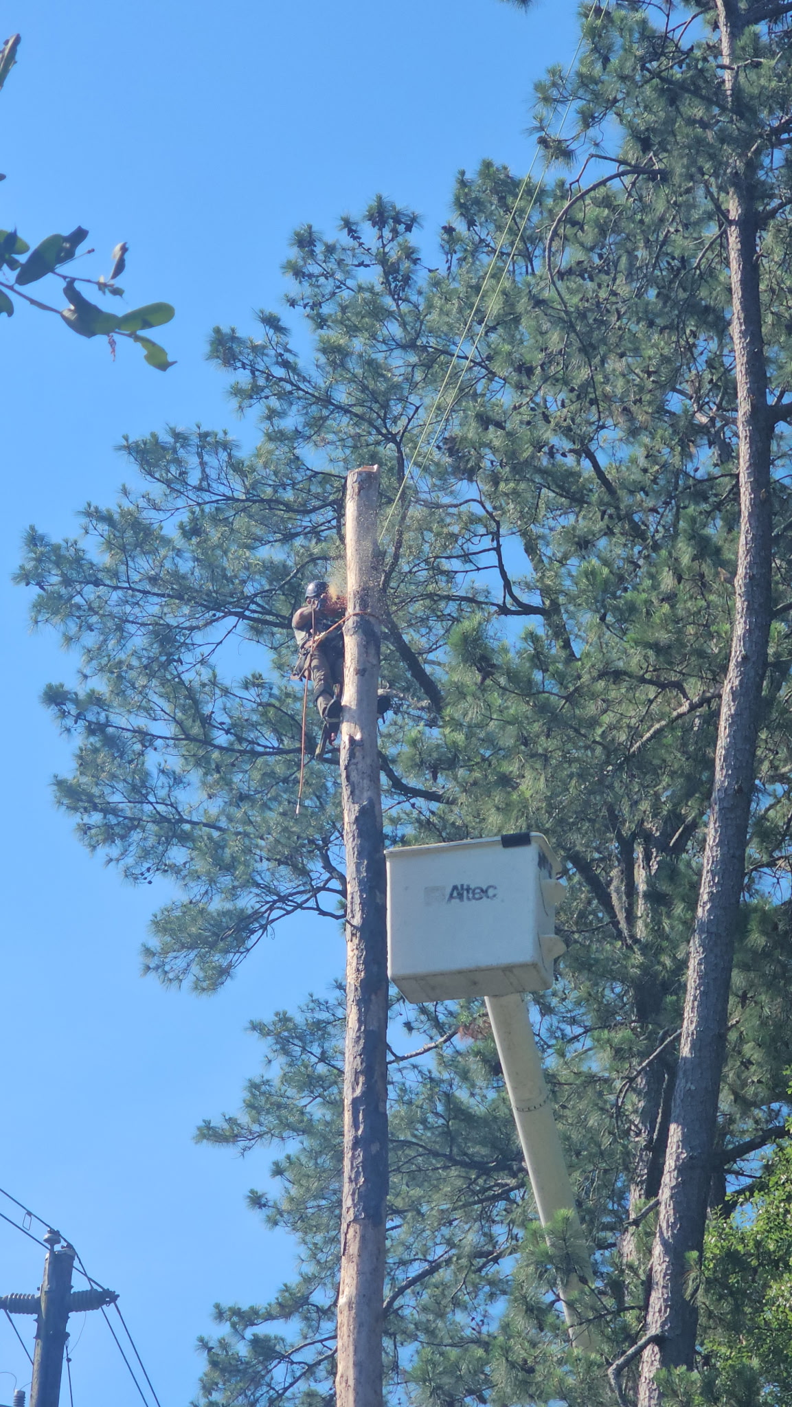 H&L team member working from a bucket beside a pine