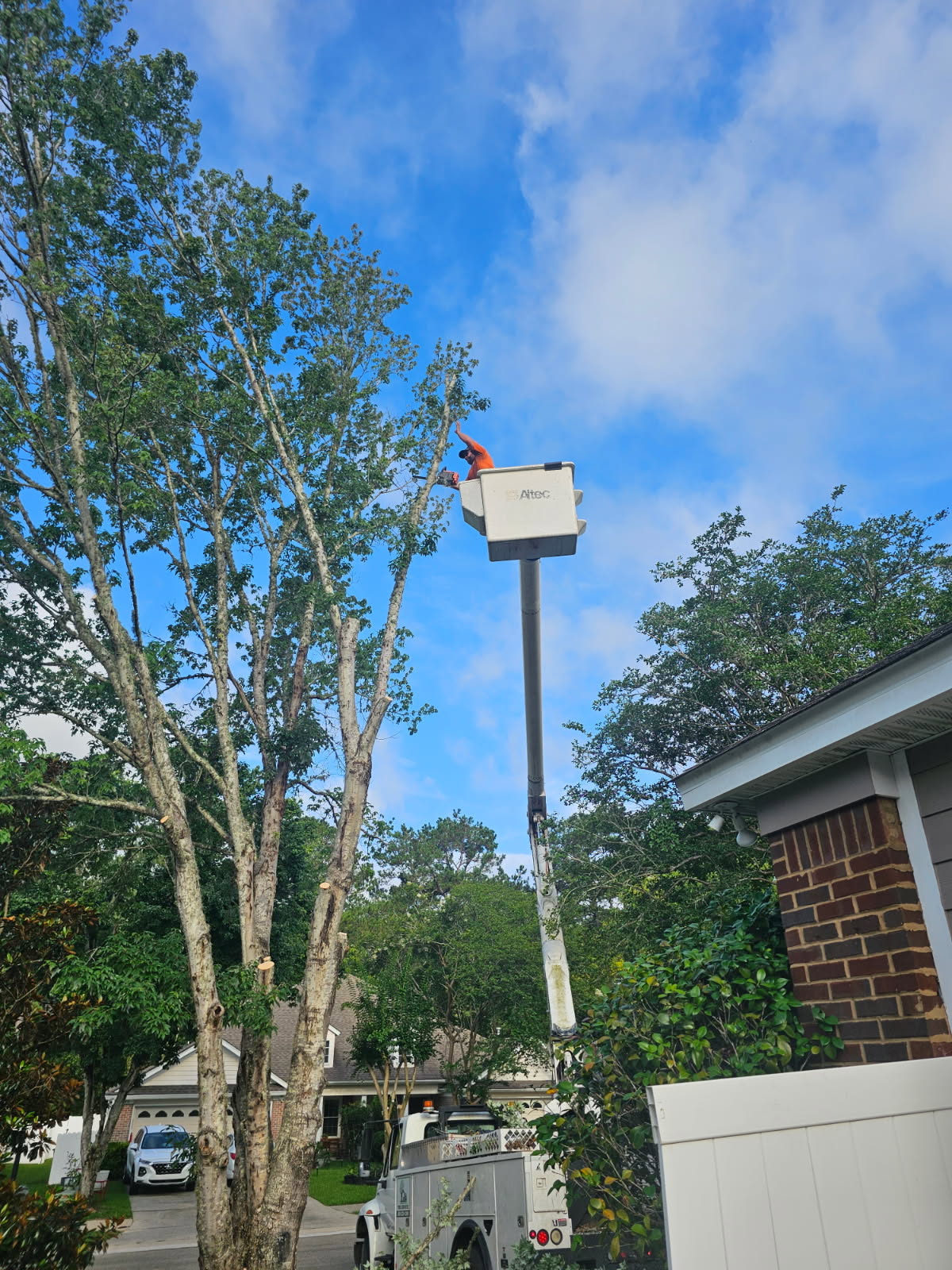 H&L bucket raised into a leafy tree canopy